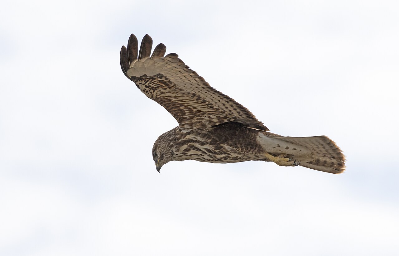 Mäusebussard