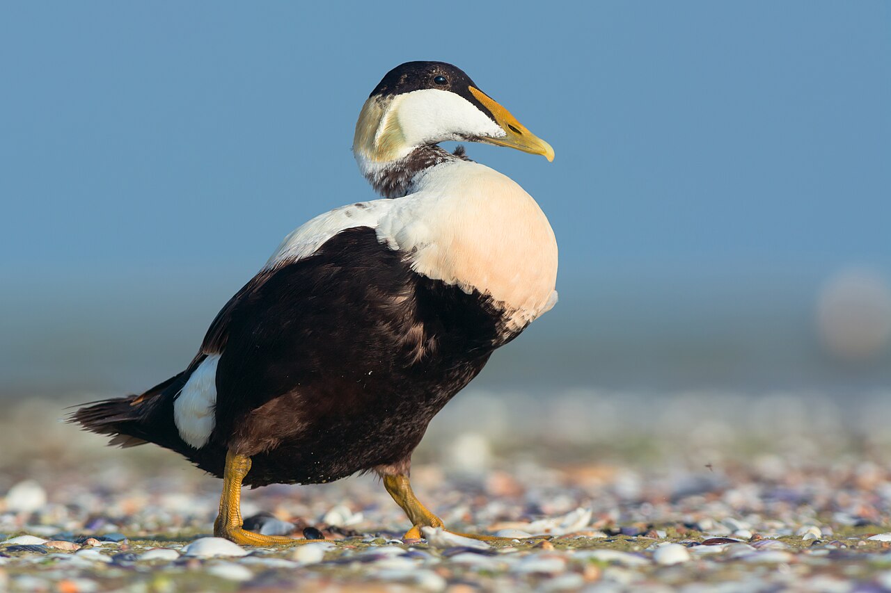 Common eider