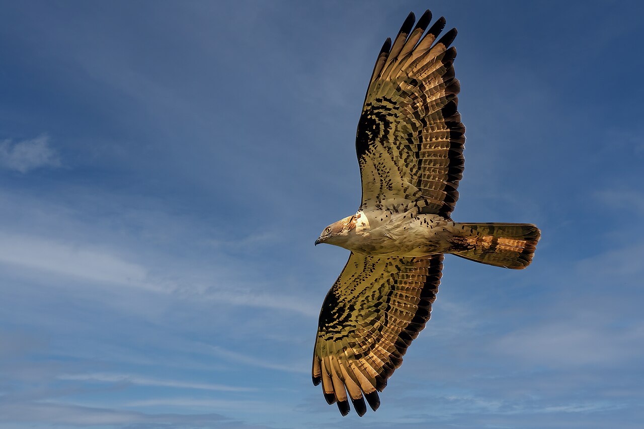 Wespenbussard