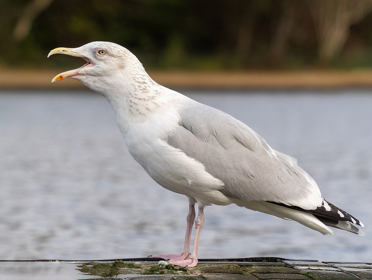 Zilvermeeuw