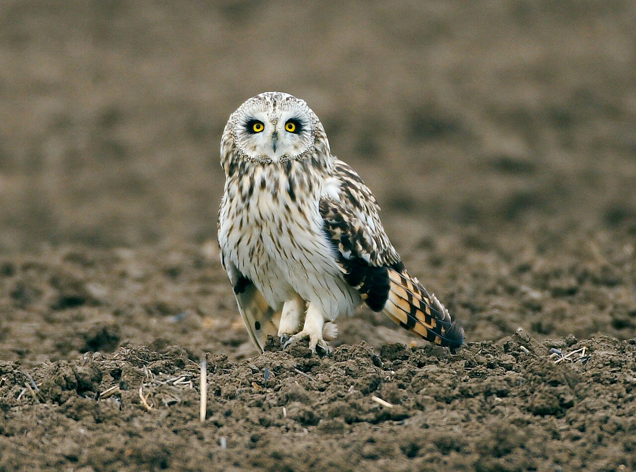 Short-eared owl